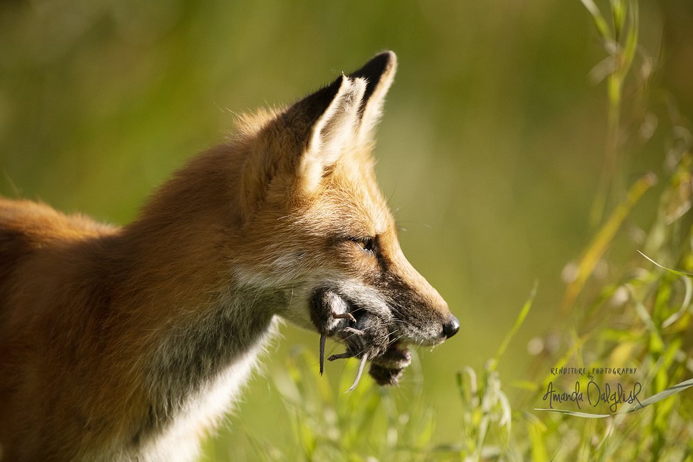 MorningMunch-Waskesiu-WaskesiuLake-PANP-WildlifePhotography-AmandaDalglish-Renditure-Web.jpg