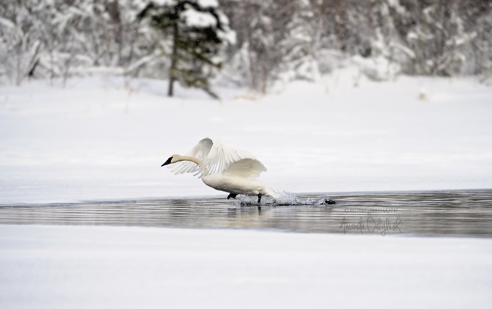 Snow-Waskesiu-WaskesiuLake-PANP-WildlifePhotography-AmandaDalglish-Renditure-5WEB.jpg