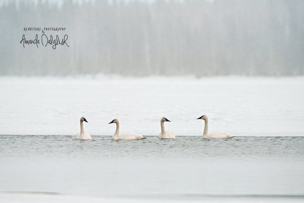 Tundra Swans-Waskesiu-WaskesiuLake-PANP-WildlifePhotography-AmandaDalglish-Renditure-4WEB.jpg