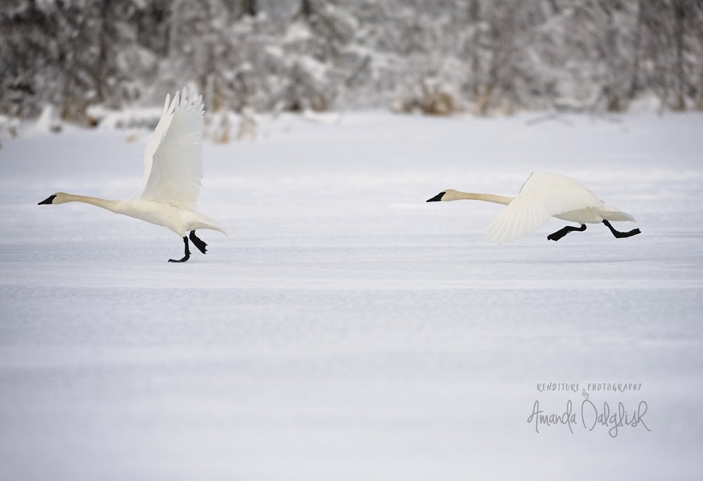 Tundra Swans-Waskesiu-WaskesiuLake-PANP-WildlifePhotography-AmandaDalglish-Renditure-5WEB.jpg