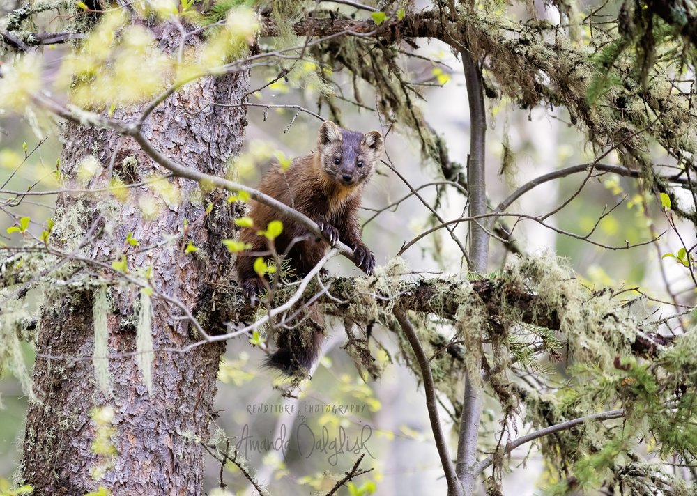 Pine Martin2-Waskesiu-WaskesiuLake-PANP-WildlifePhotography-AmandaDalglish-Renditure-10WEB.jpg