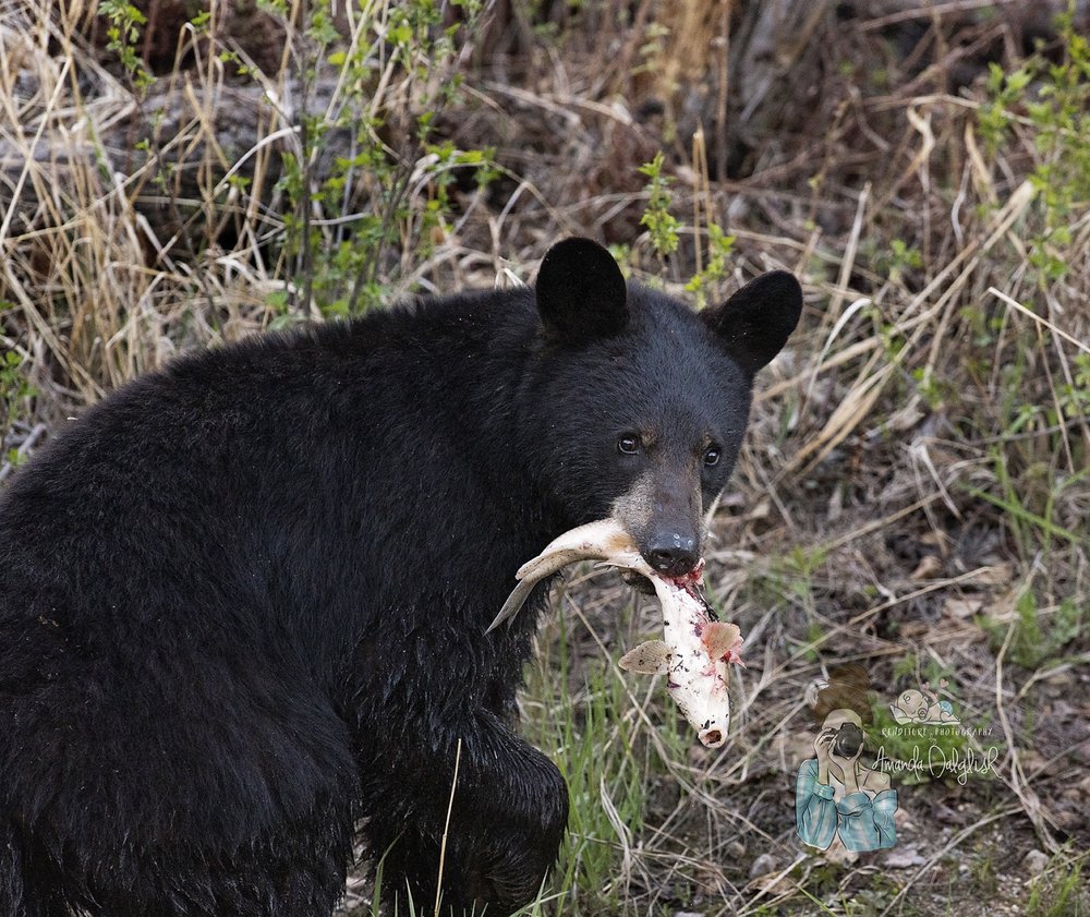 WaskesIuLake2018_BlackBear-Fishing-AmandaDalglish-Renditure-Waskesiu-web.jpg