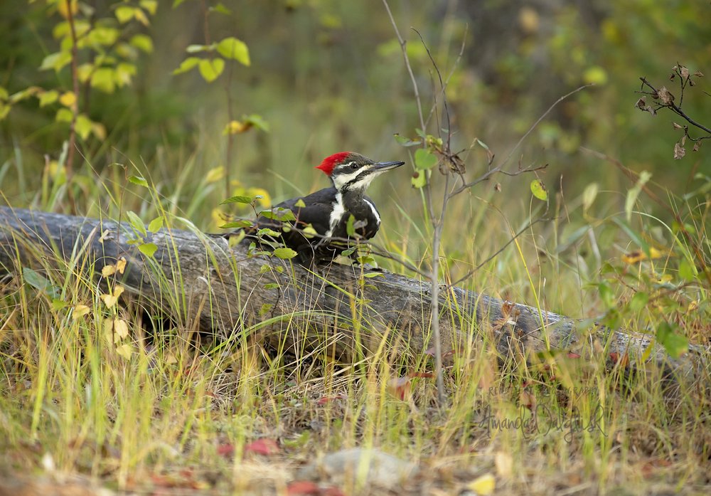 woodpecker2-Waskesiu-WaskesiuLake-PANP-WildlifePhotography-AmandaDalglish-Renditure-5WEB.jpg