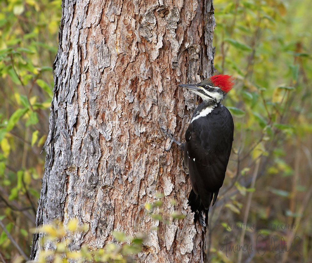 Woodpecker-Waskesiu-WaskesiuLake-PANP-WildlifePhotography-AmandaDalglish-Renditure-5WEB.jpg