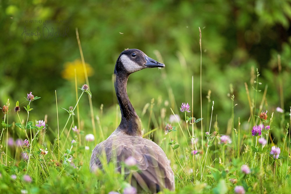 CanadaGoose-Waskesiu-WaskesiuLake-PANP-WildlifePhotography-AmandaDalglish-Renditure-5WEB.jpg