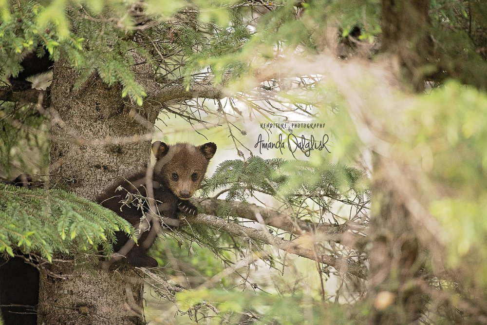 Cub-Waskesui-Bear-Renditure-Nature-Waskesiu-WaskesiuLake-PANP-WildlifePhotography-AmandaDalglish-Renditure-WEB.jpg