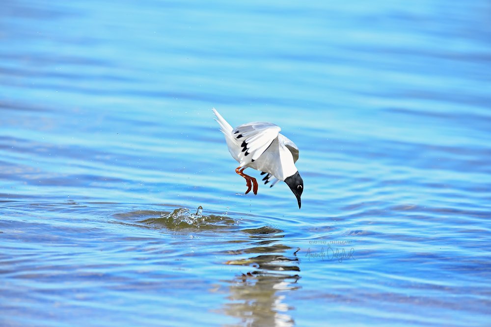 Gull-Waskesui-Renditure-Nature-Waskesiu-WaskesiuLake-PANP-WildlifePhotography-AmandaDalglish-Renditure-WEB.jpg