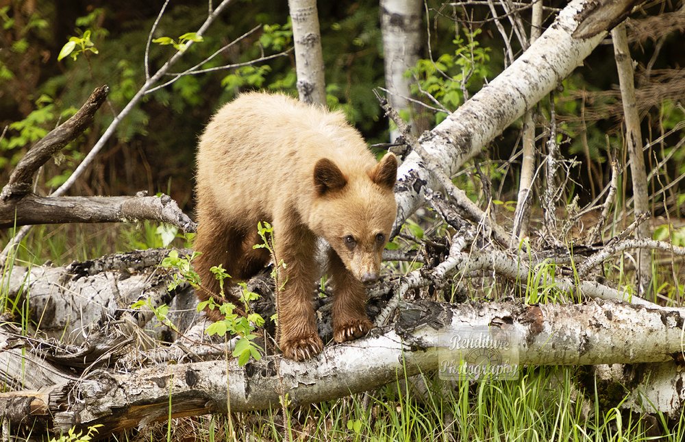 Jun 5-10,20-BearCub-Cinnamon-Waskesiu-WaskesiuLake-PANP-WildlifePhotography-AmandaDalglish-Renditure-WE.jpg