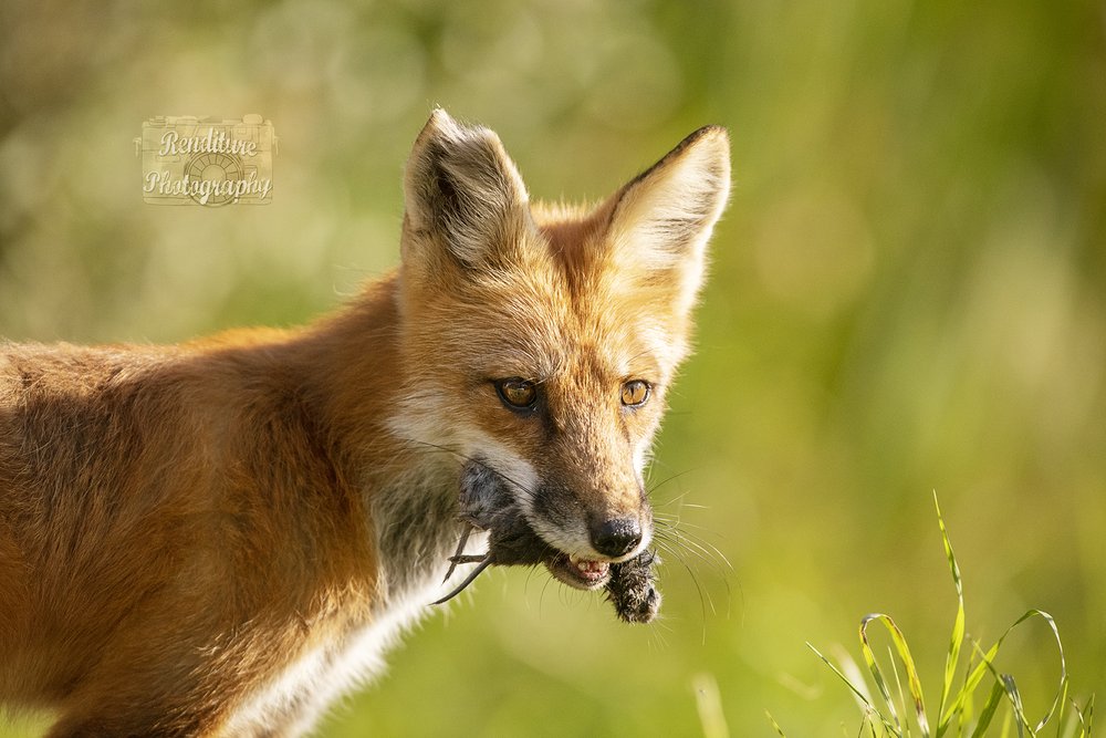 RoughPatch-Waskesiu-WaskesiuLake-PANP-WildlifePhotography-AmandaDalglish-Renditure-WEB.jpg