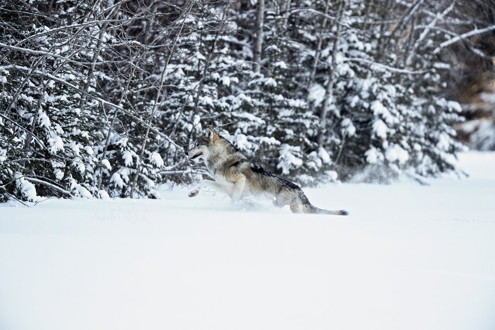 Wolf-Waskesiu-WaskesiuLake-PANP-WildlifePhotography-AmandaDalglish-Renditure-5WEB.jpg