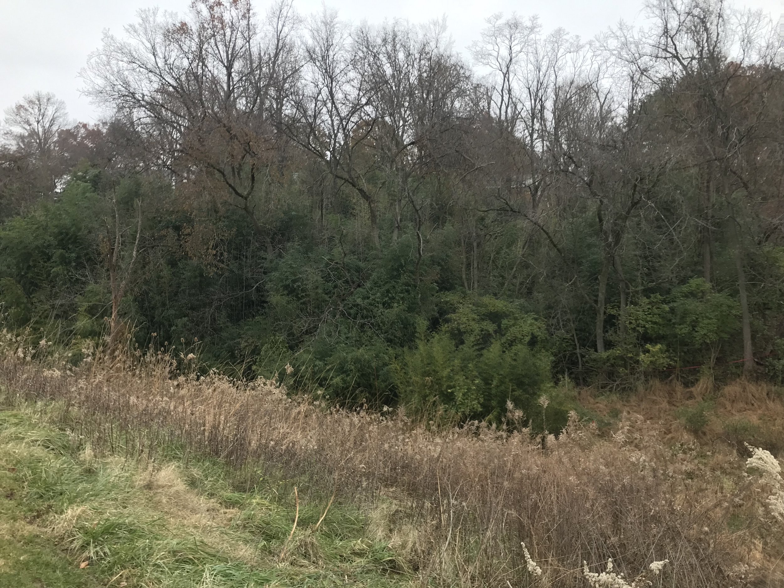 Rossford Park Bamboo removal 