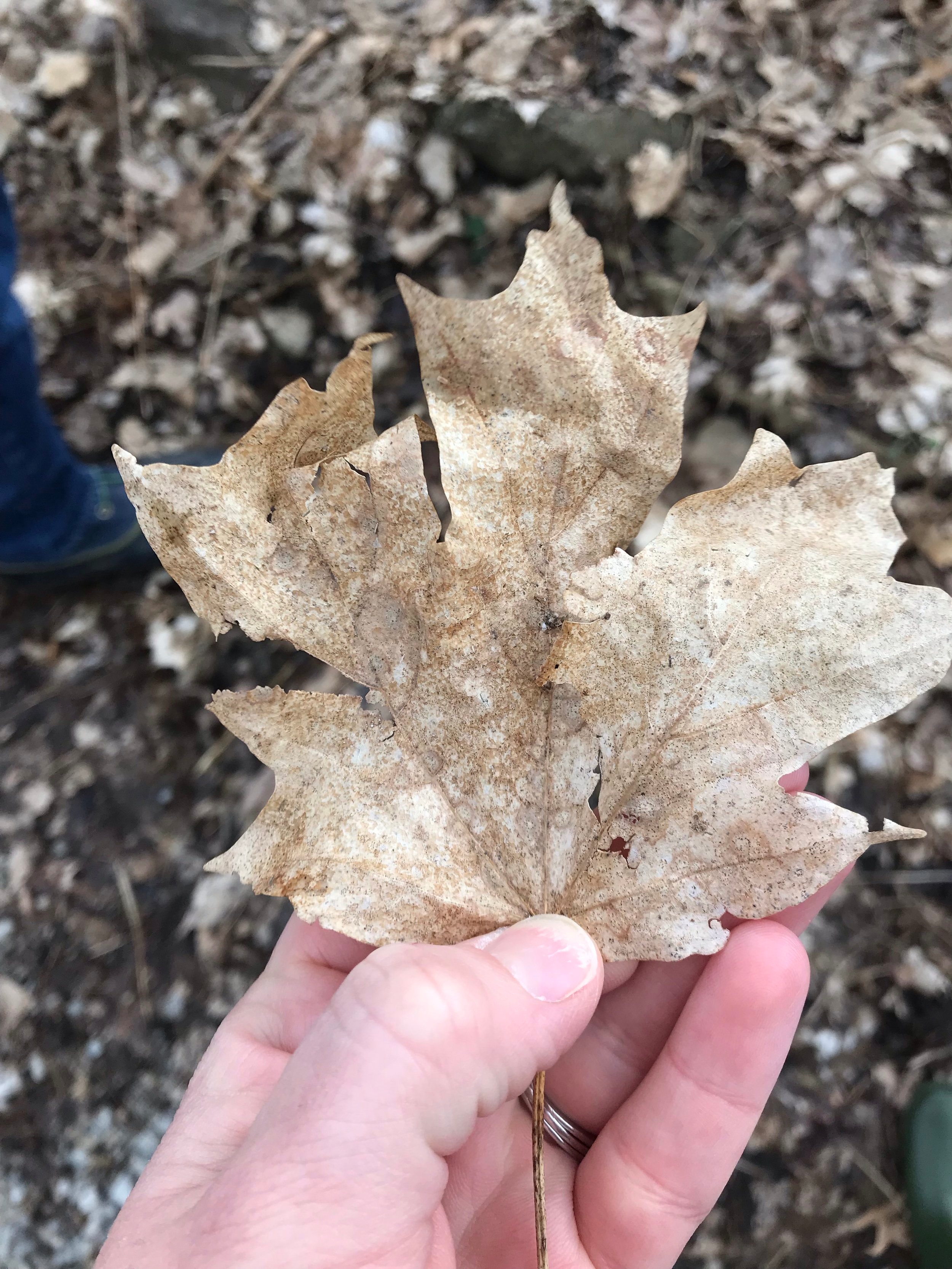 Maple Syrup Education 2019