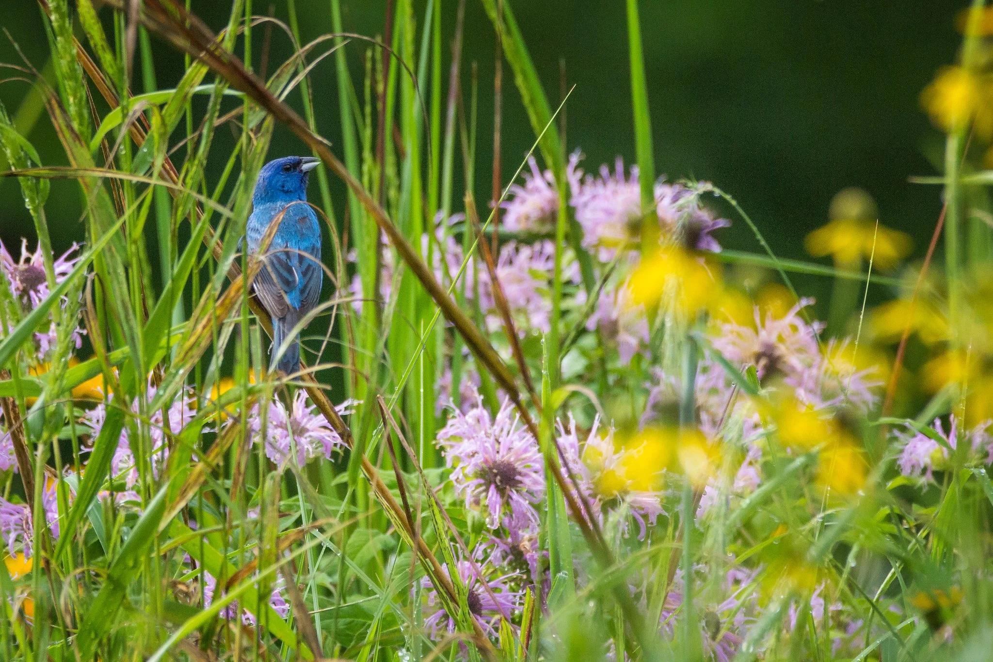 Caring for the Native Garden