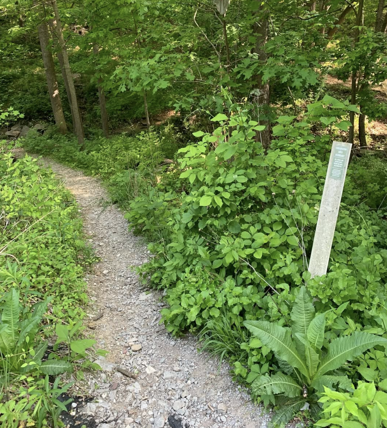 Honeysuckle Removal Session 