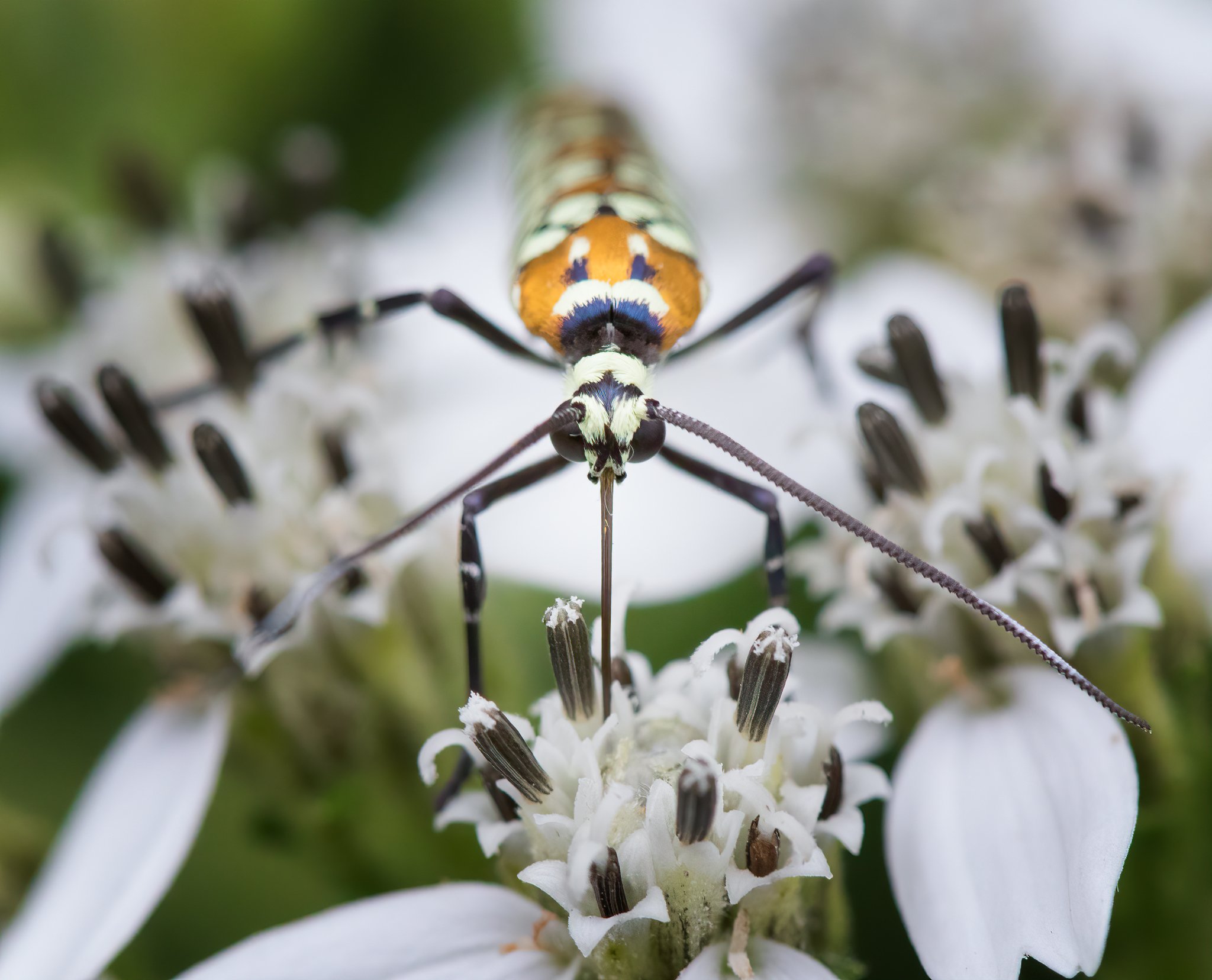 ailanthuswebwormmoth.jpg