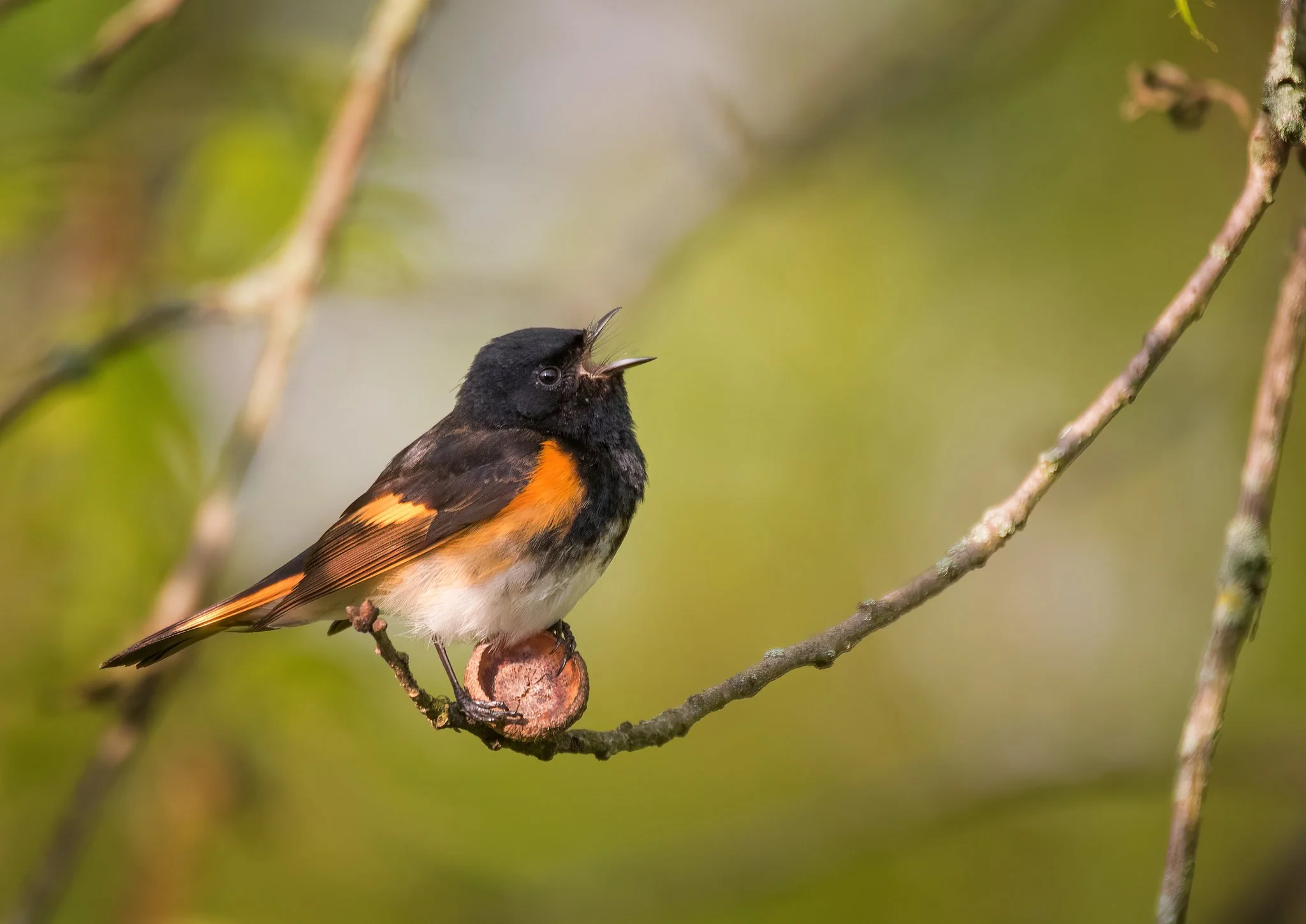 americanredstartmale3.jpg