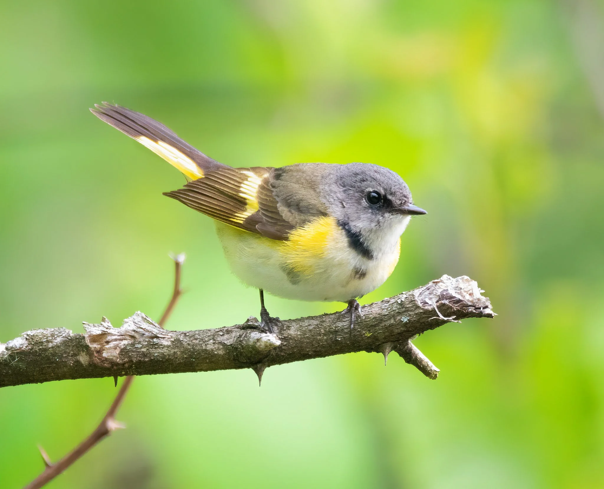 AmericanRedstartFemale.jpg