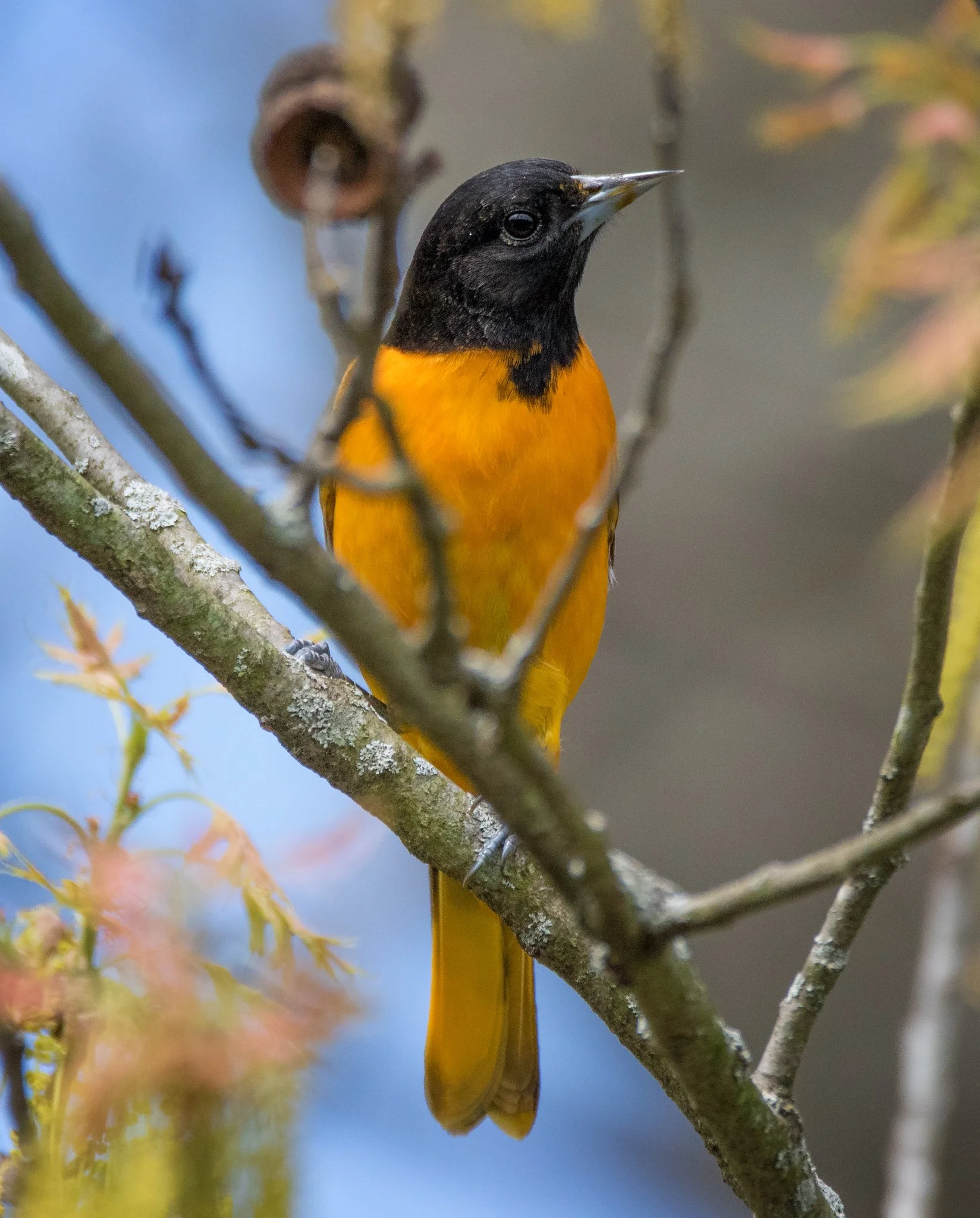baltimoreoriole.jpg