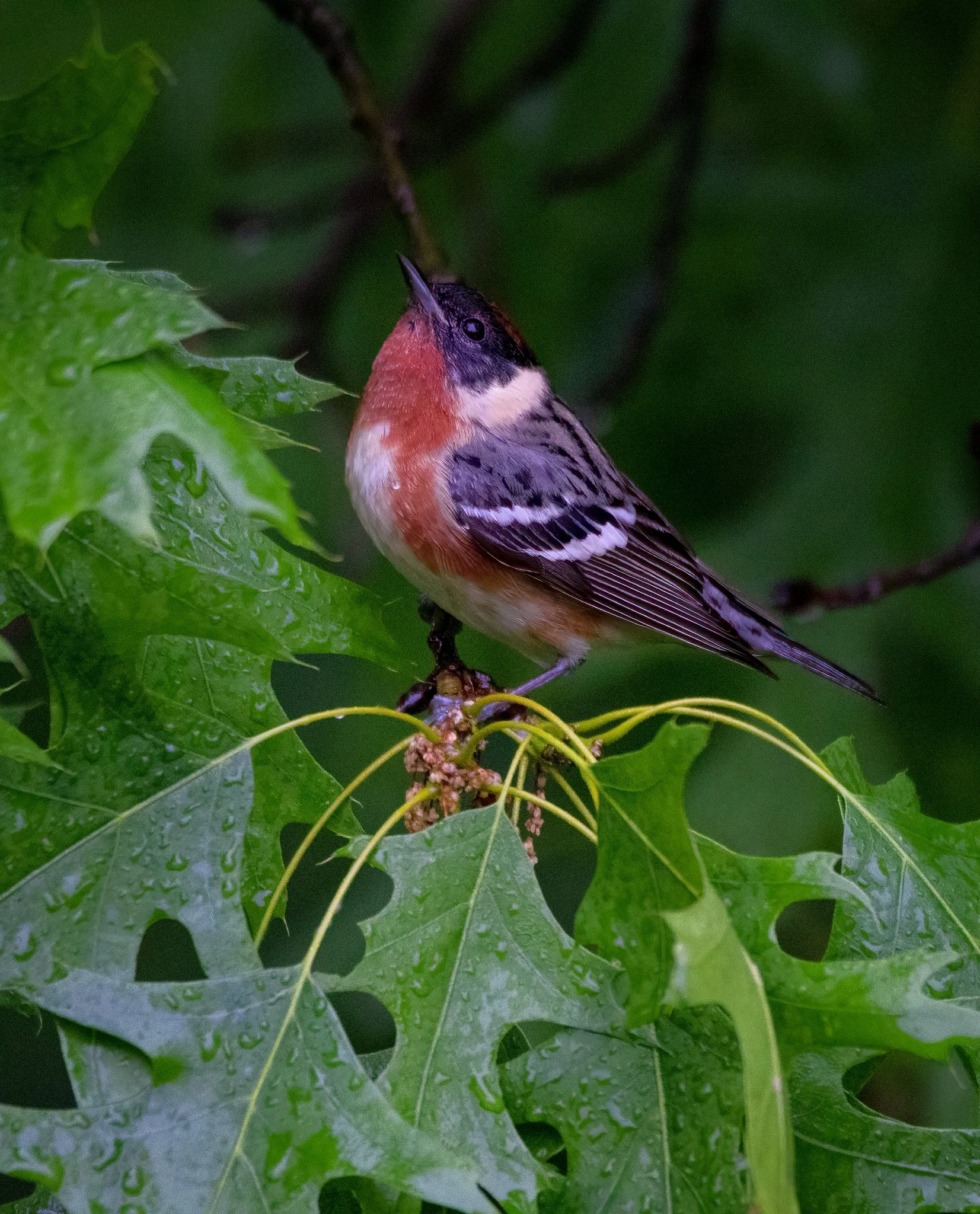 baybreastedwarbler.jpg