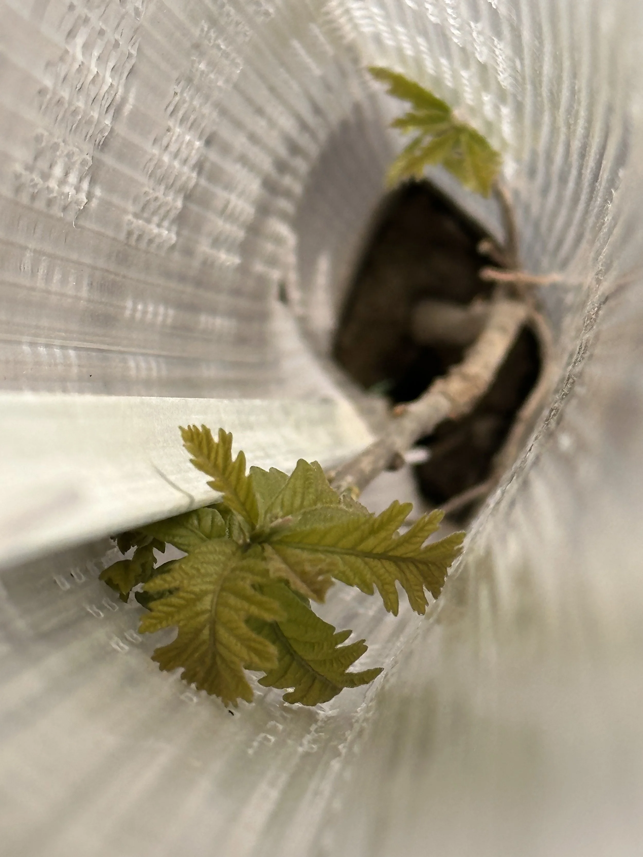 Sapling sprouting