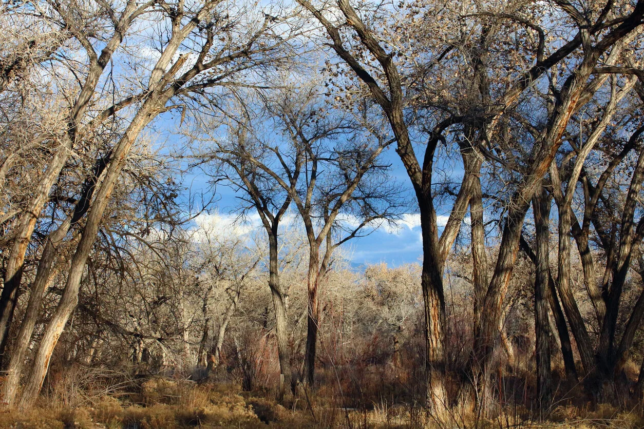 barelas.bosque.jpg