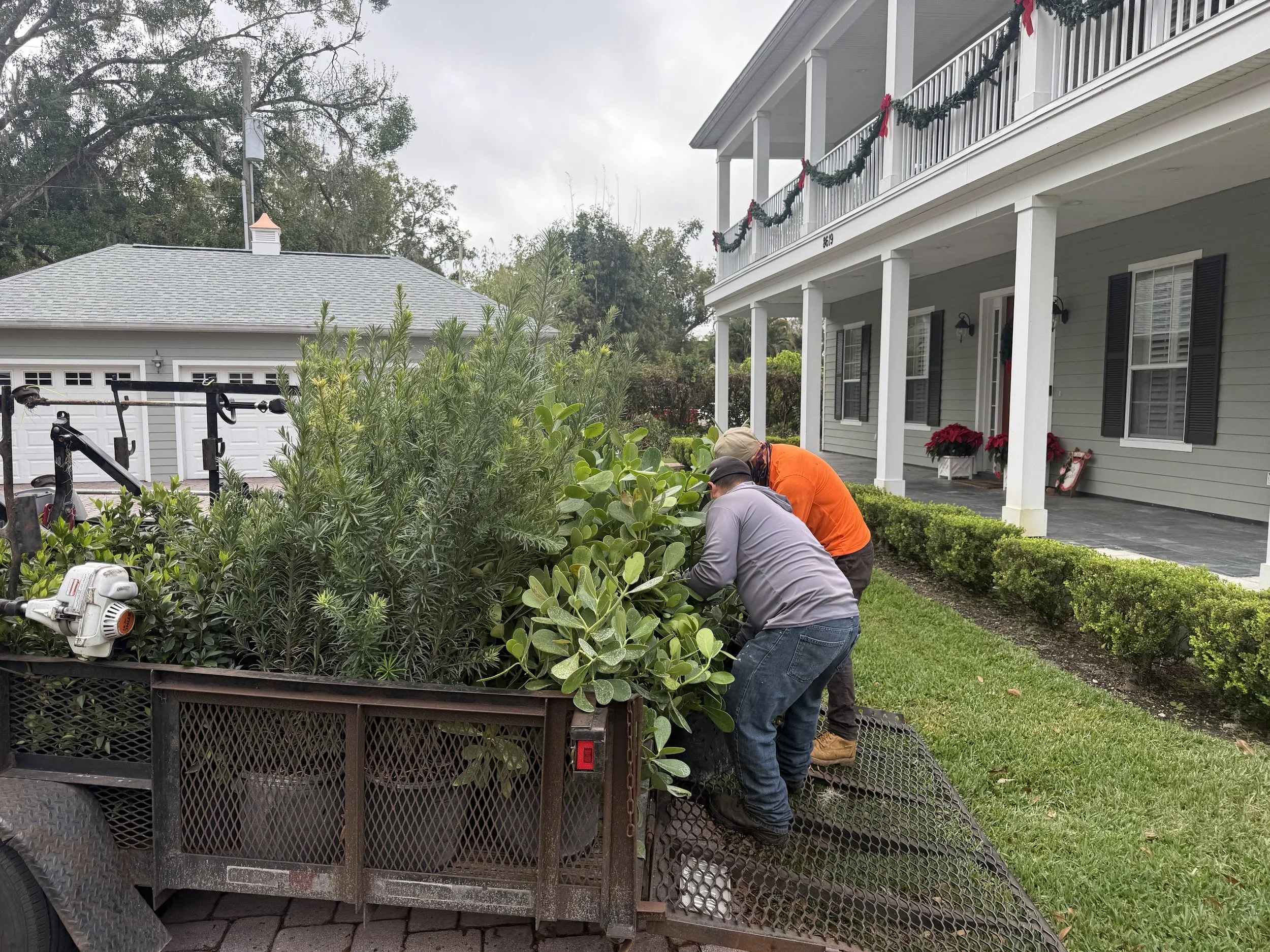 rlc-crew-unloading-privacy-hedge-plants-tampa.jpg