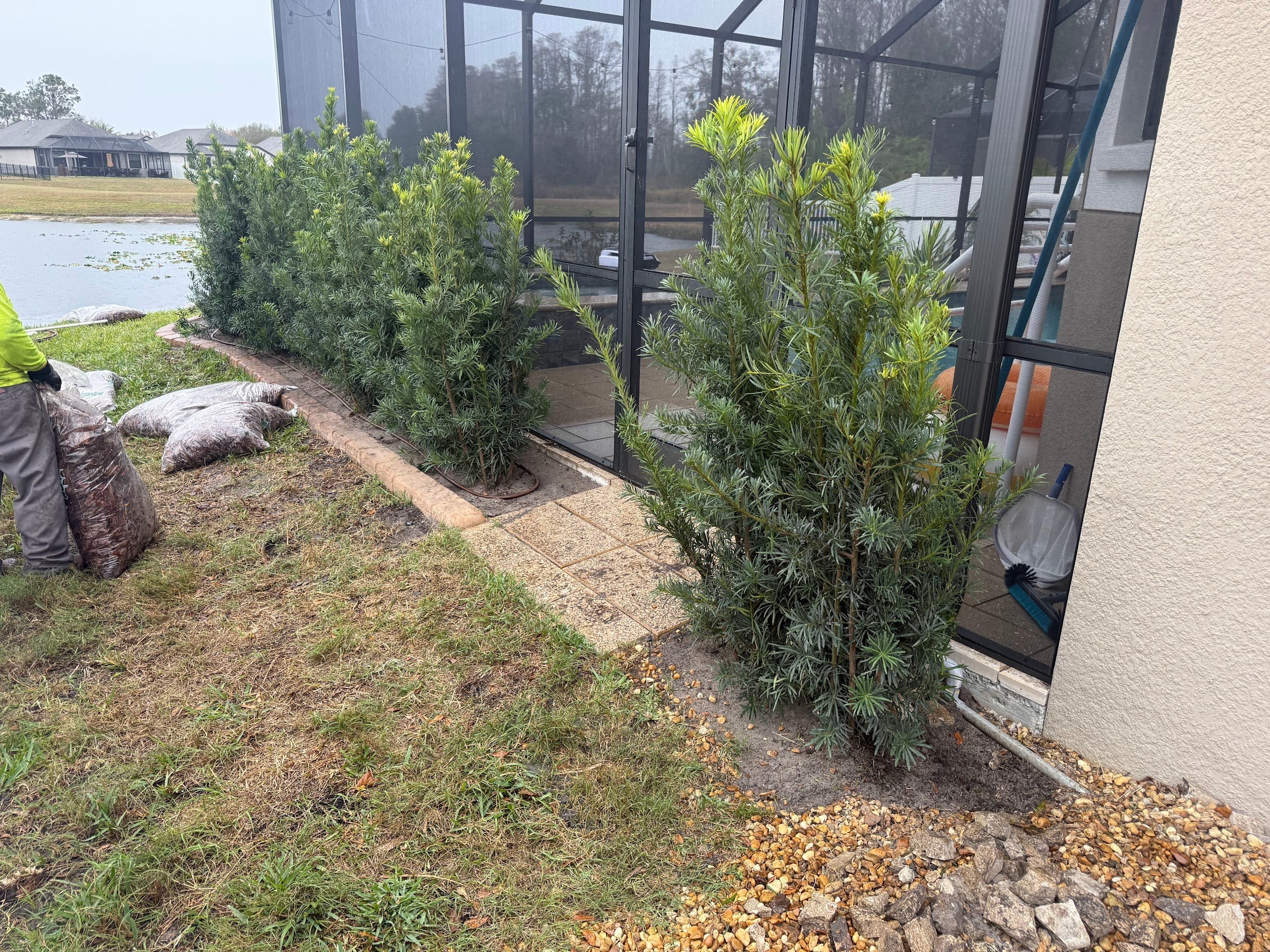 rlc-podocarpus-planted-along-lakeside-lanai.jpg