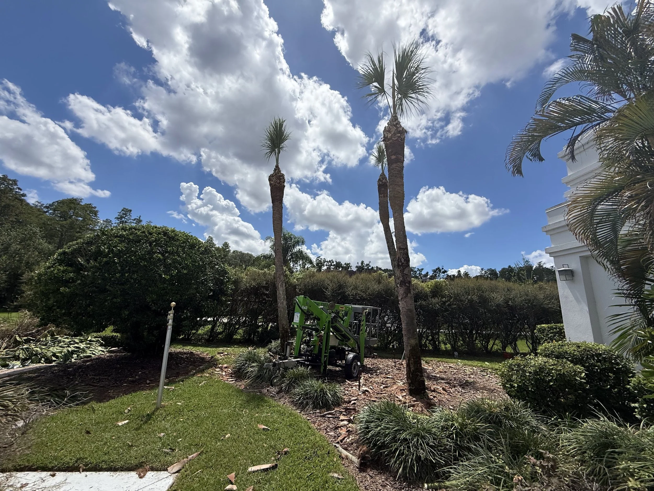 rlc-palm-pruning-and-equipment-tampa.jpg