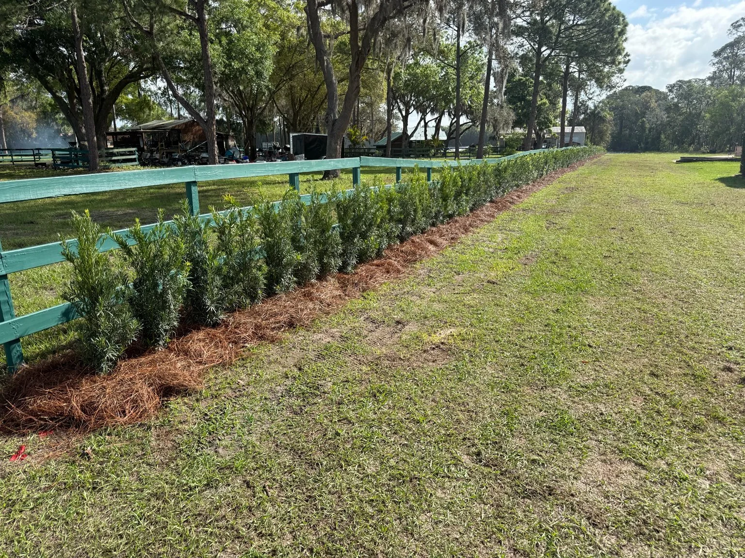 RLC palm pruning project with compact equipment and removed palm debris ready for hauling.