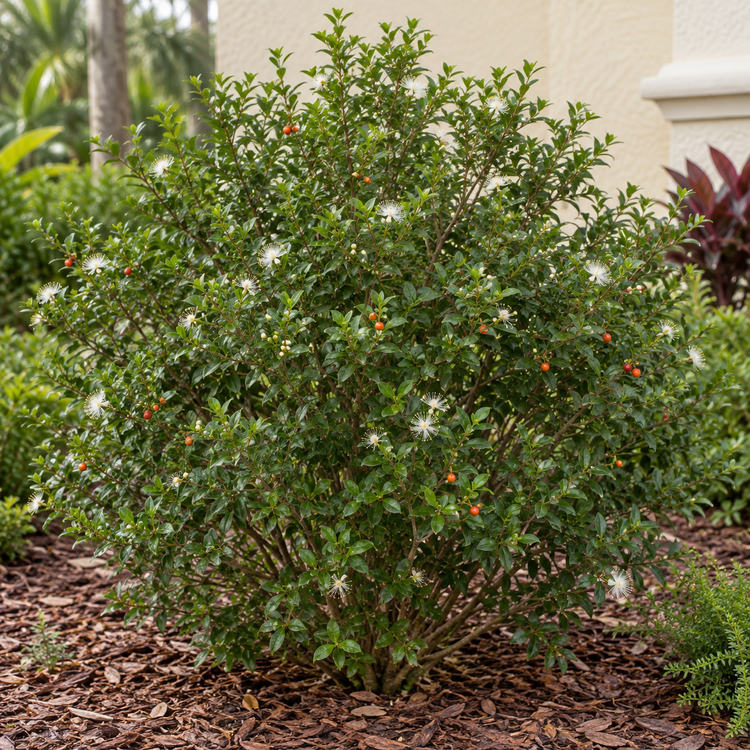 AI illustration: Simpson’s stopper for a Tampa-area landscape