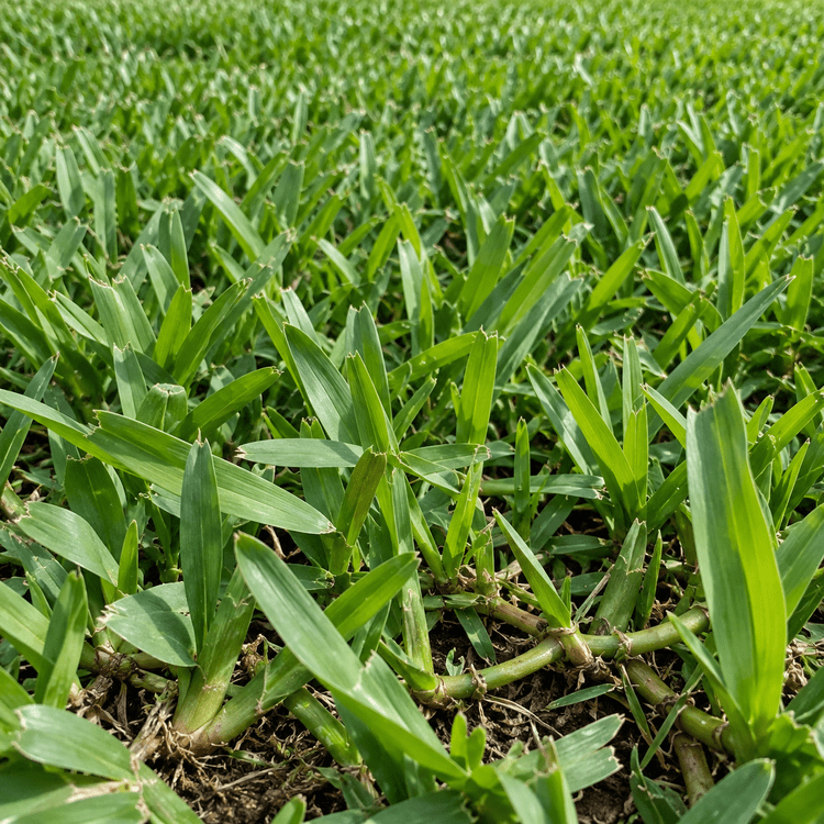 AI illustration: St. Augustine sod for a Tampa-area landscape