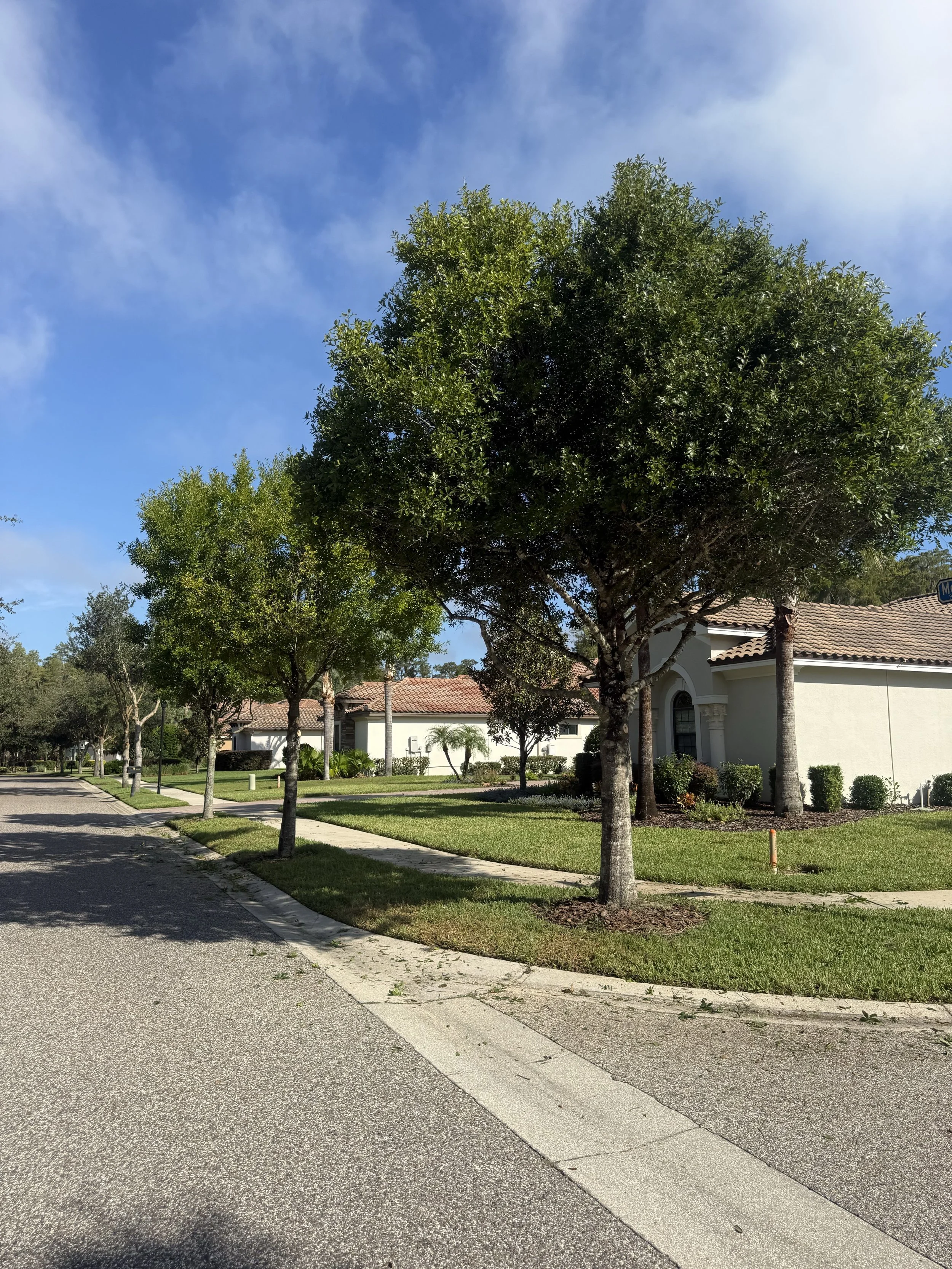 Real RLC light and medium tree trimming project on a Tampa Bay residential street