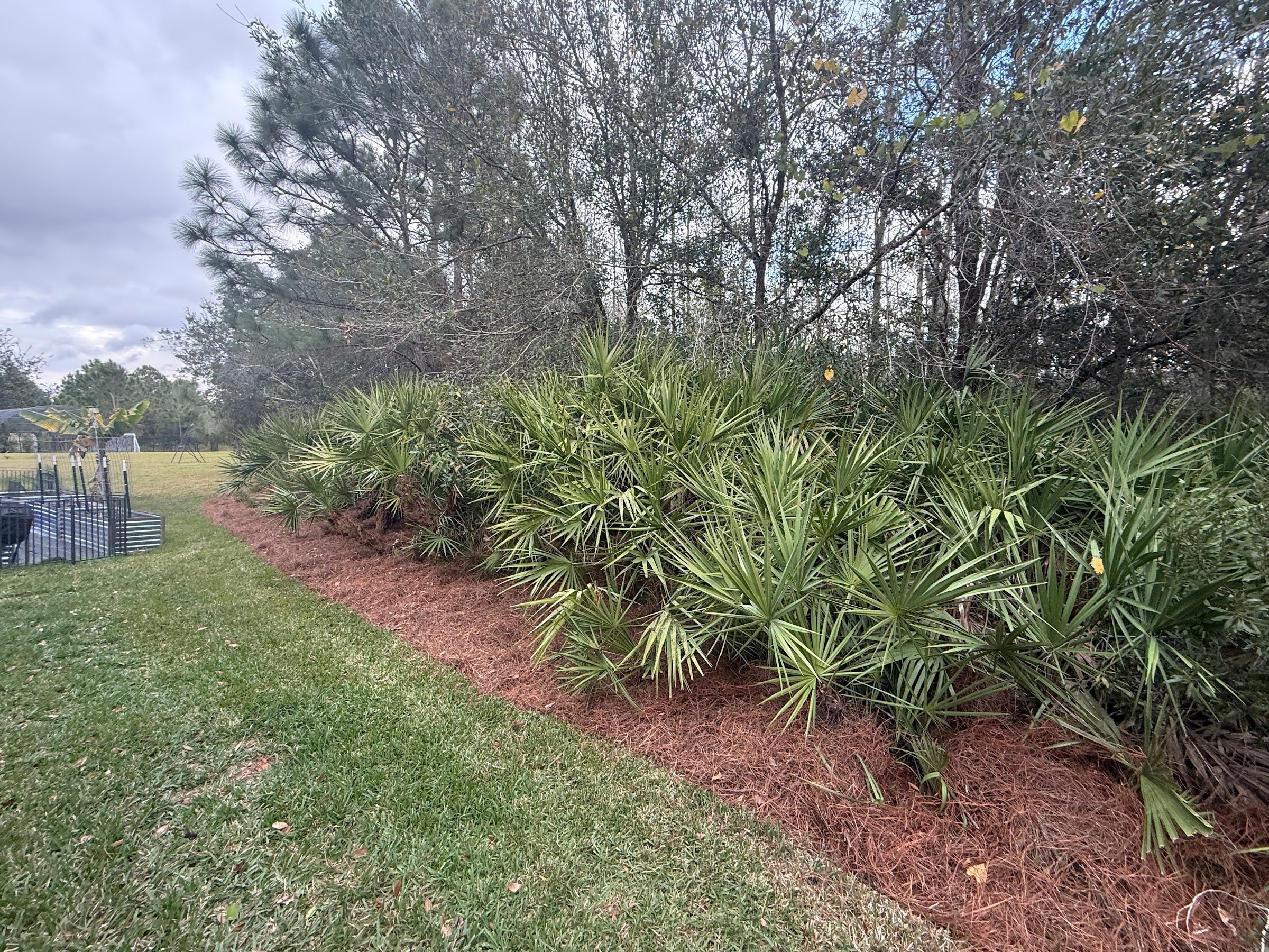 rlc-saw-palmetto-bed-with-fresh-red-mulch.jpg