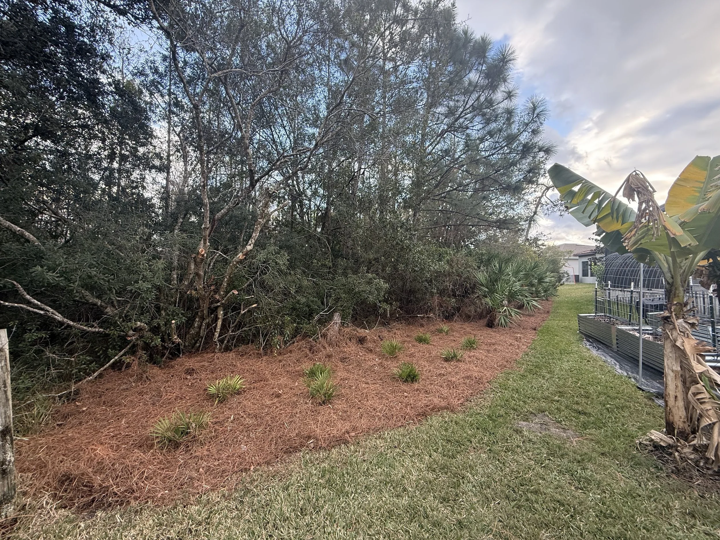 rlc-pine-straw-woodline-landscape-cleanup-tampa.jpg