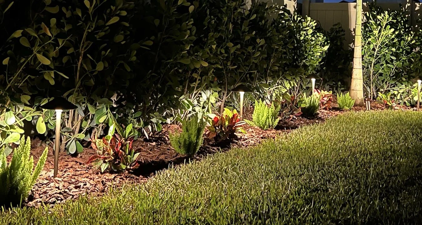 Crotons and foxtail ferns in front of a clusia hedge with path lights, installed by RLC Lawn & Landscape in Lutz, FL