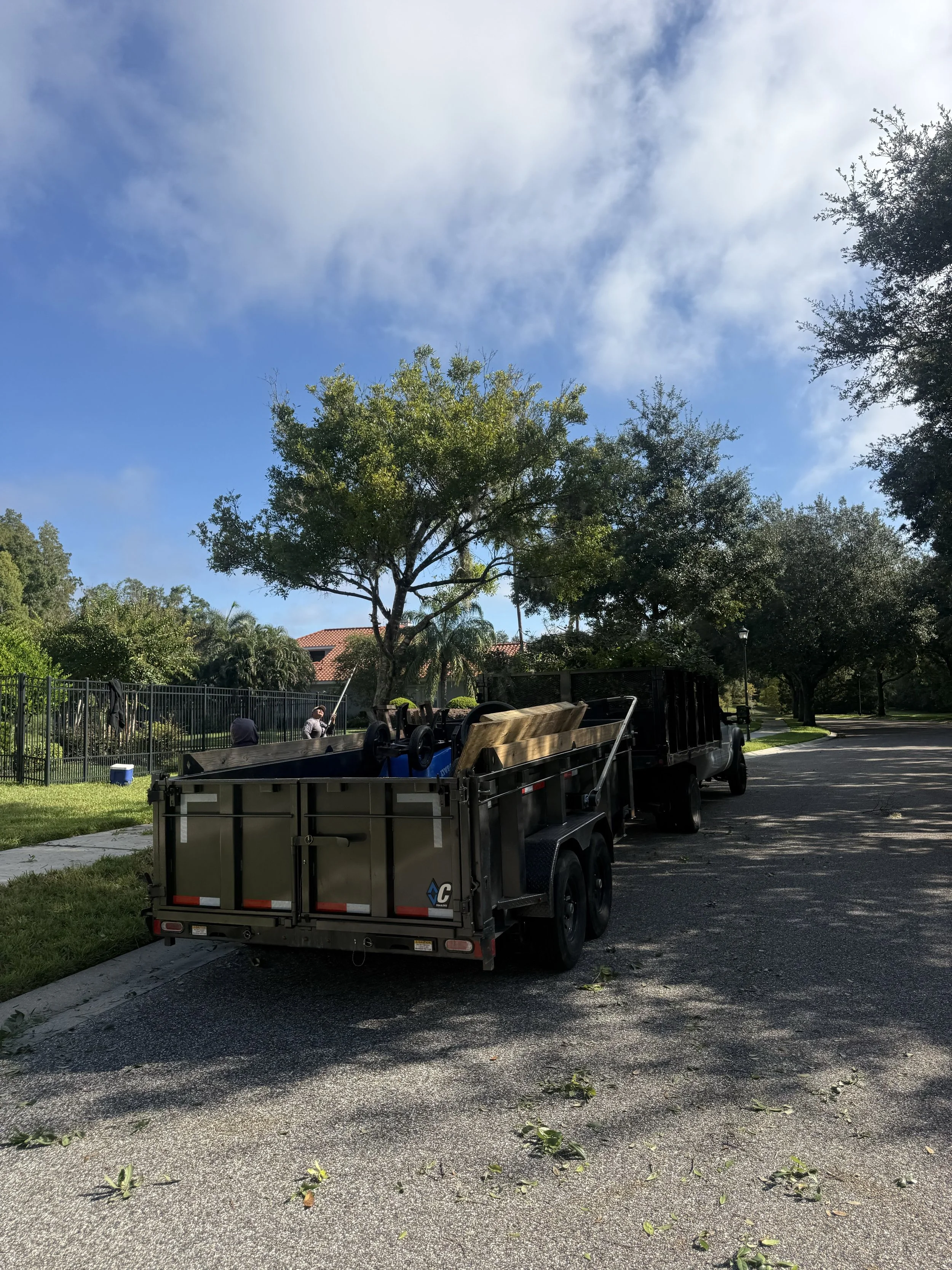 RLC crew trimming a medium tree with trailers ready for branch and debris haul-away