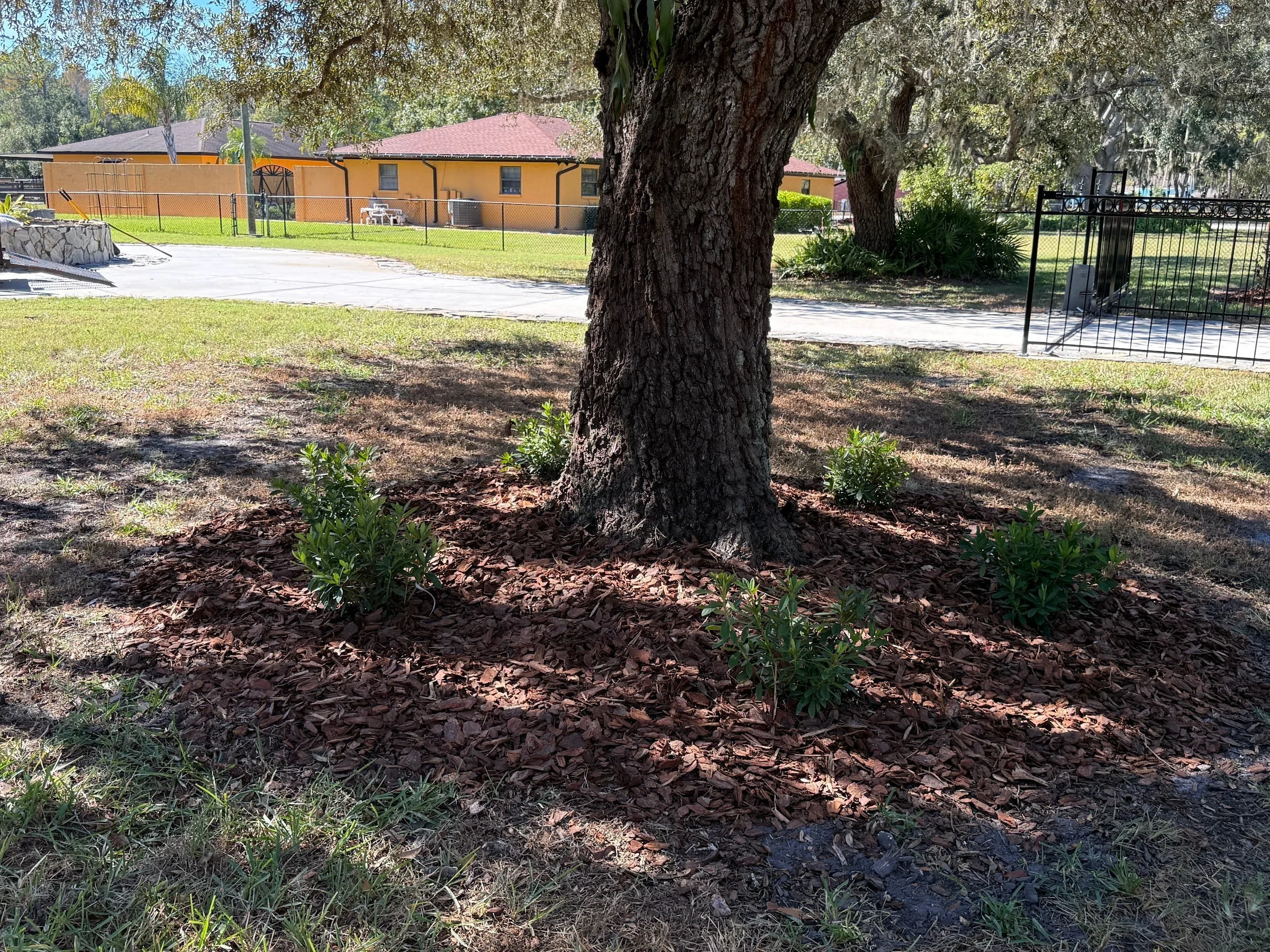 rlc-new-plantings-and-mulch-ring-around-oak-tree.jpg