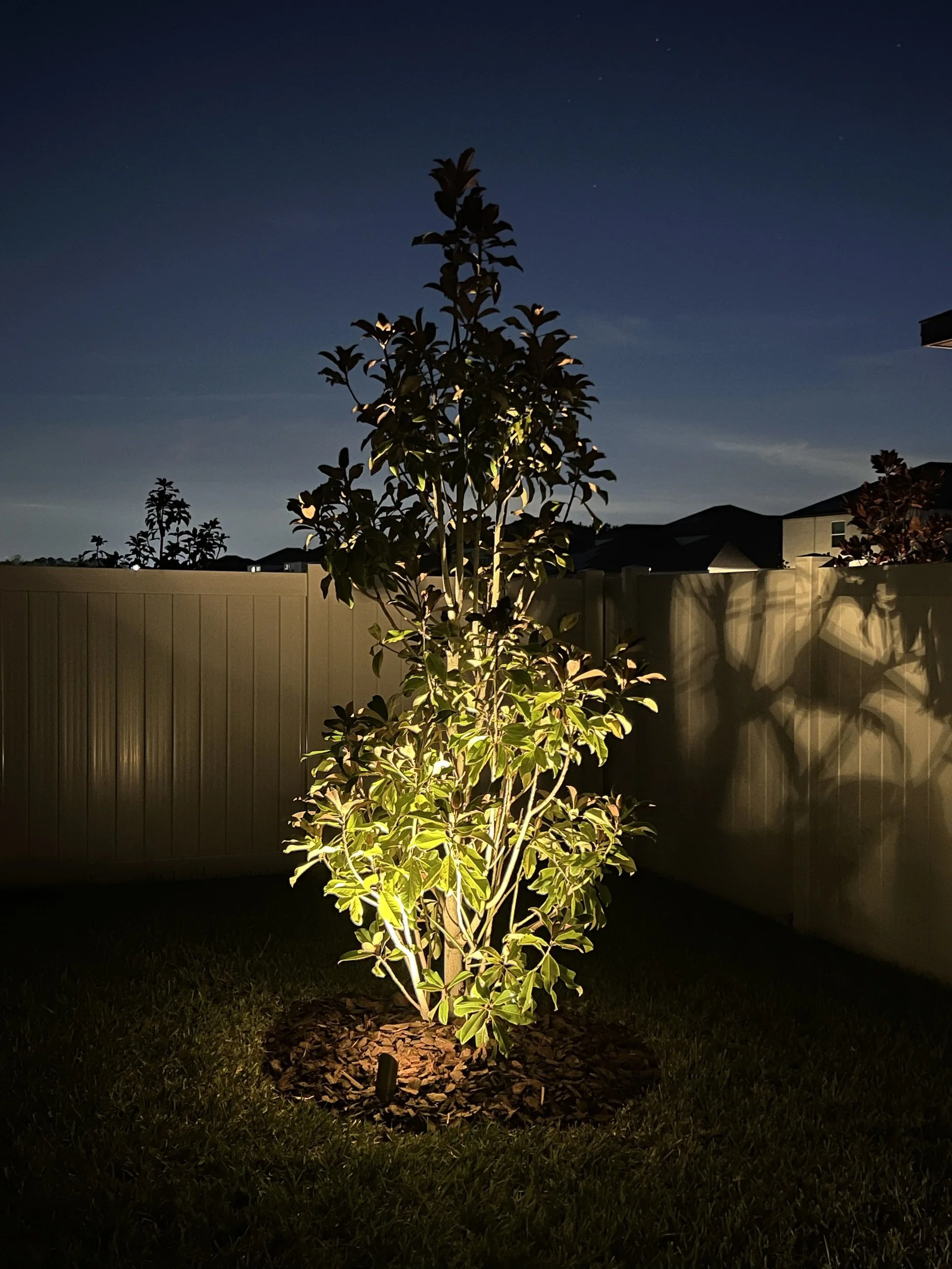 Little Gem magnolia uplit with a landscape spotlight, installed by RLC Lawn & Landscape in Lutz, FL