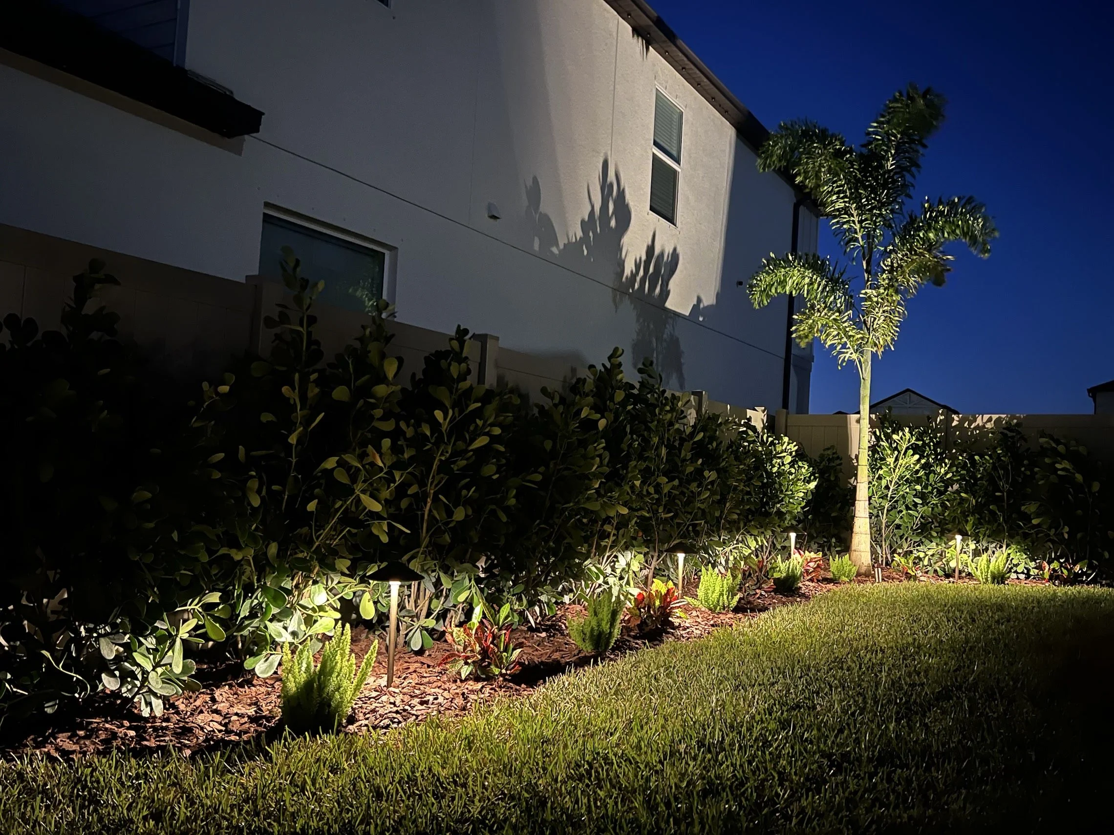 Landscape path lights and foxtail palm uplight installed by RLC Lawn & Landscape in Tampa Bay