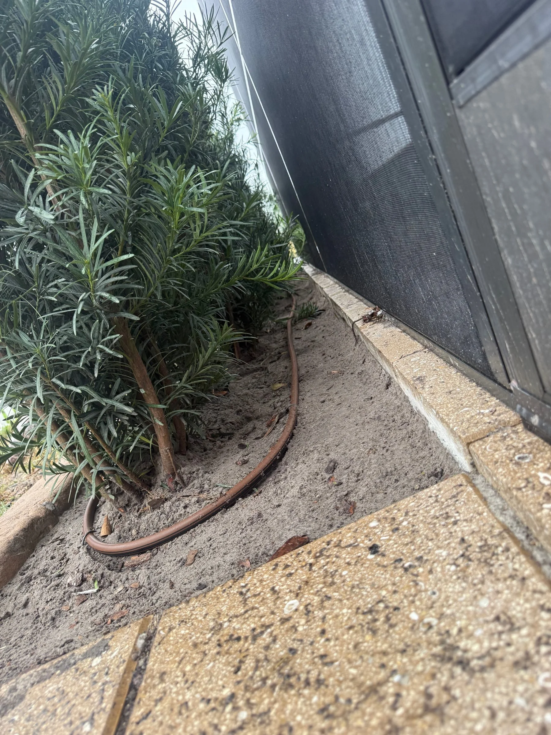 Drip irrigation line running along the base of a newly planted podocarpus hedge installed by RLC Lawn & Landscape