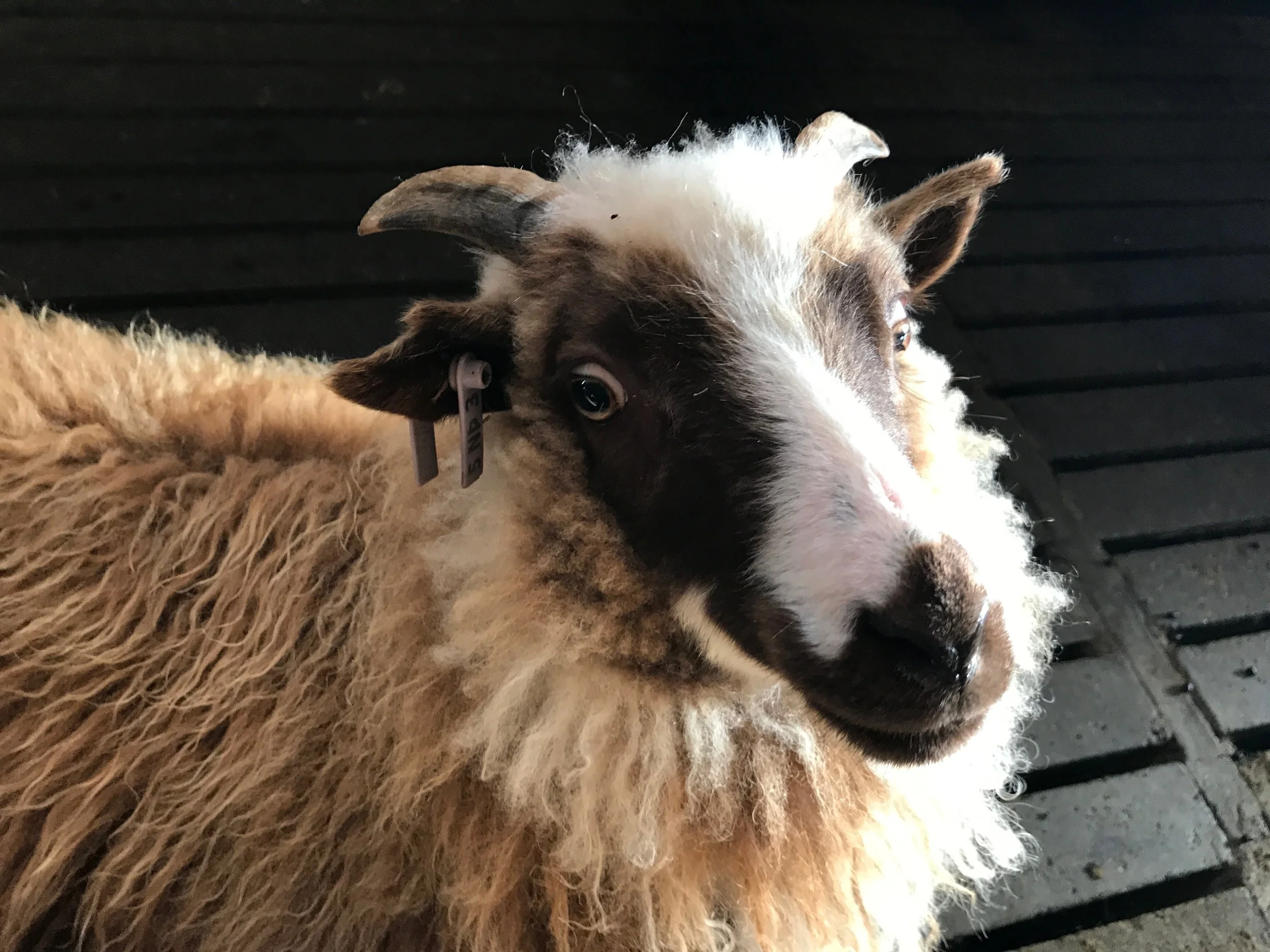 If I had stuck to luxury, I never would have met this adorable little leader sheep. September 2017- Iceland - Photo by Ali.