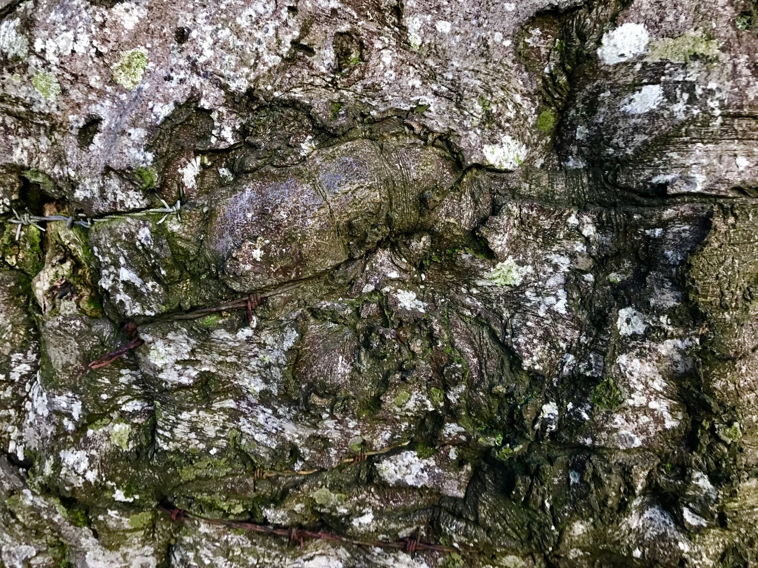Barbed wire scars in the bark. Photo by me