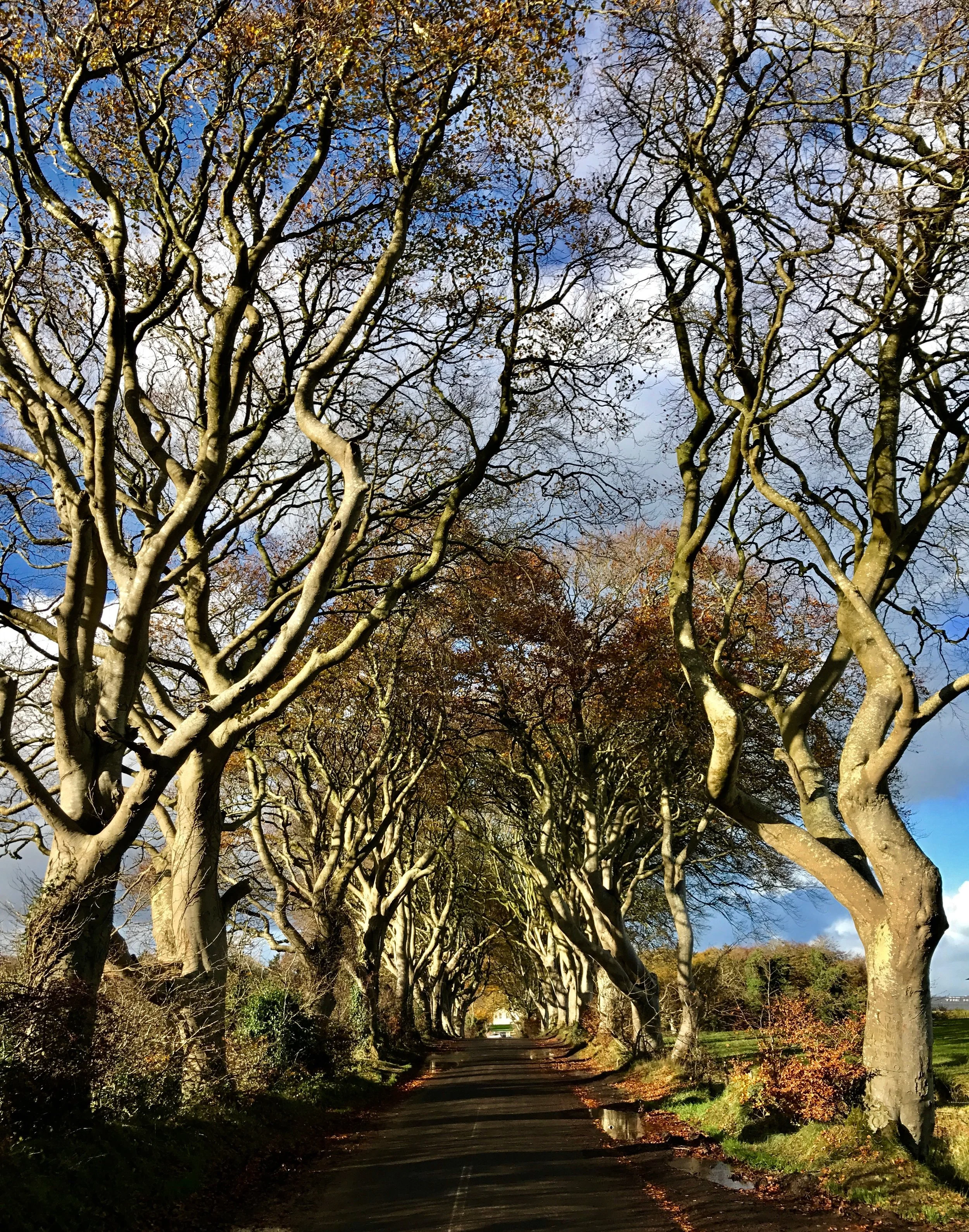 The Dark Hedges. Photo by me