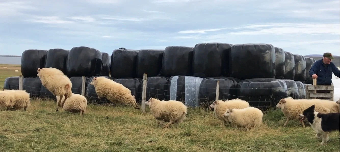 Sheep jump over imaginary fences. Photo by Derek