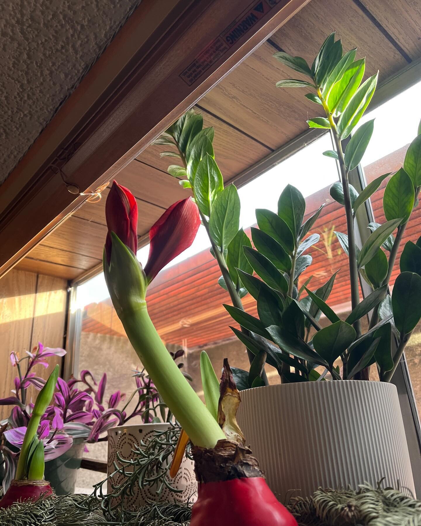 Such a sweet surprise today! I made it into the clinic for one appointment this afternoon, first time in 7 days thanks to these ice storms! The amaryllis has bloomed in the meantime. 

I have room on my books next week and all the cozy additions to t