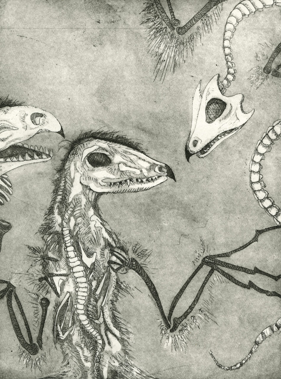 Feathered Fossils