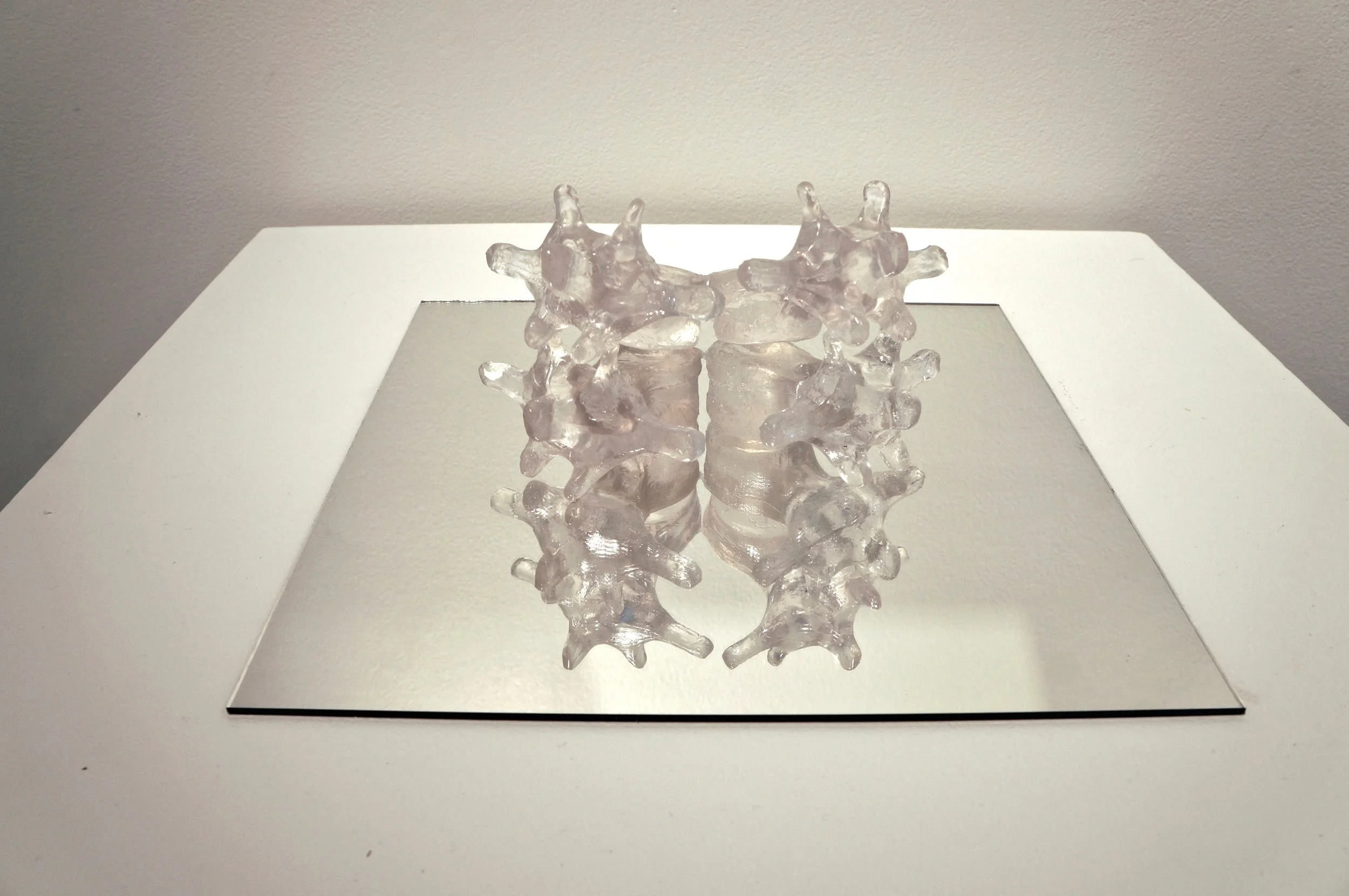 Vertebrae