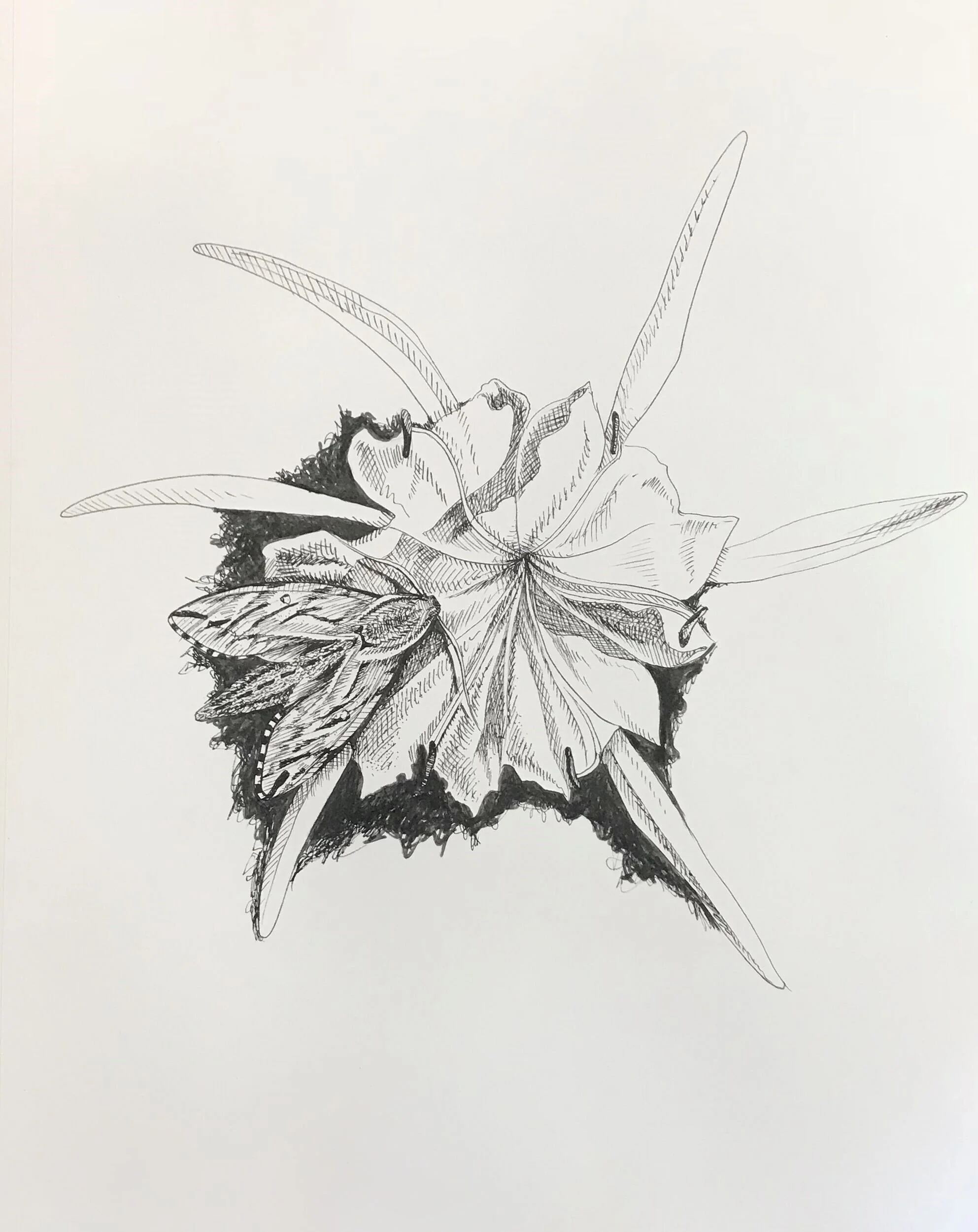 Hawk Moth Pollinating a Cahaba Lily