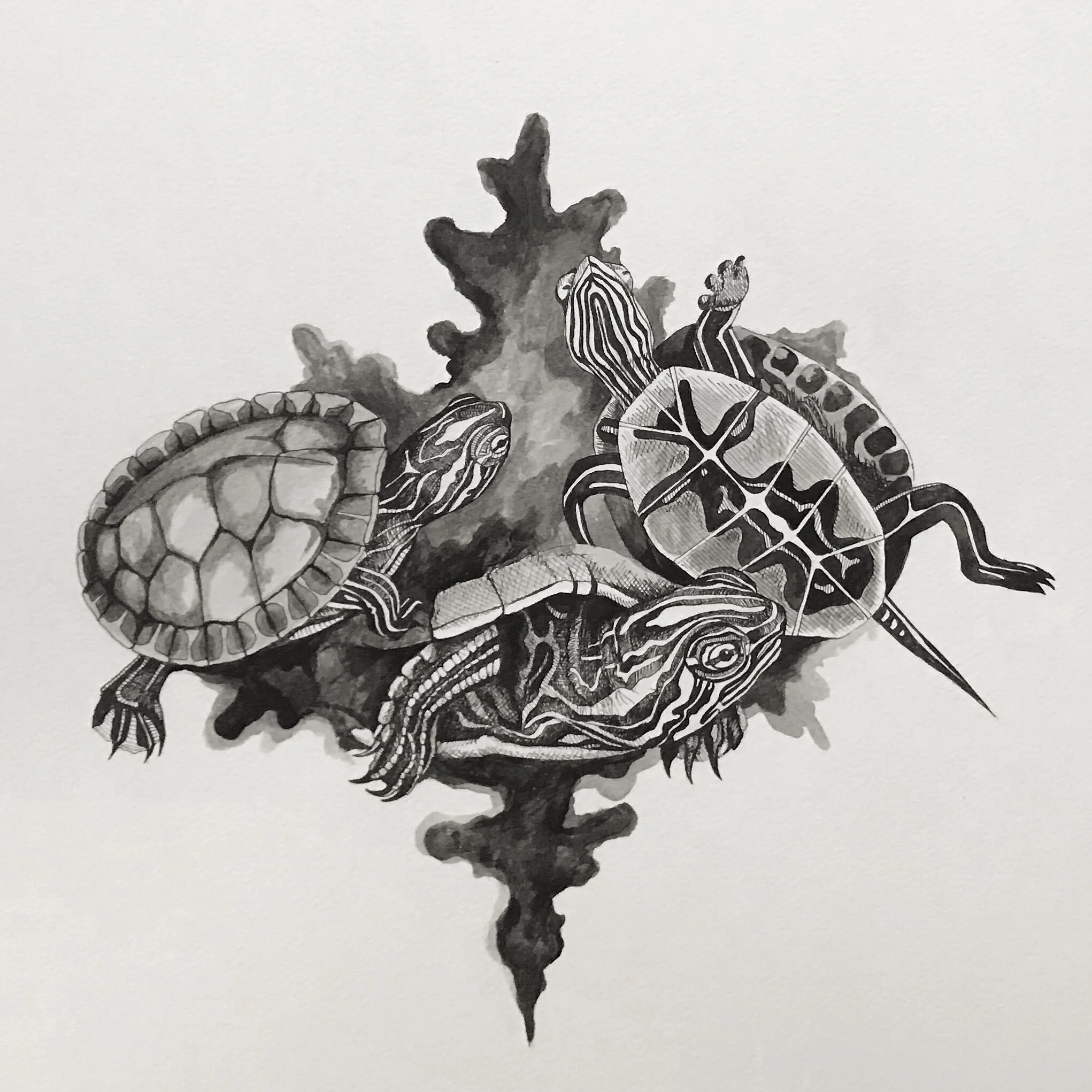 Alabama Red-Bellied Turtles