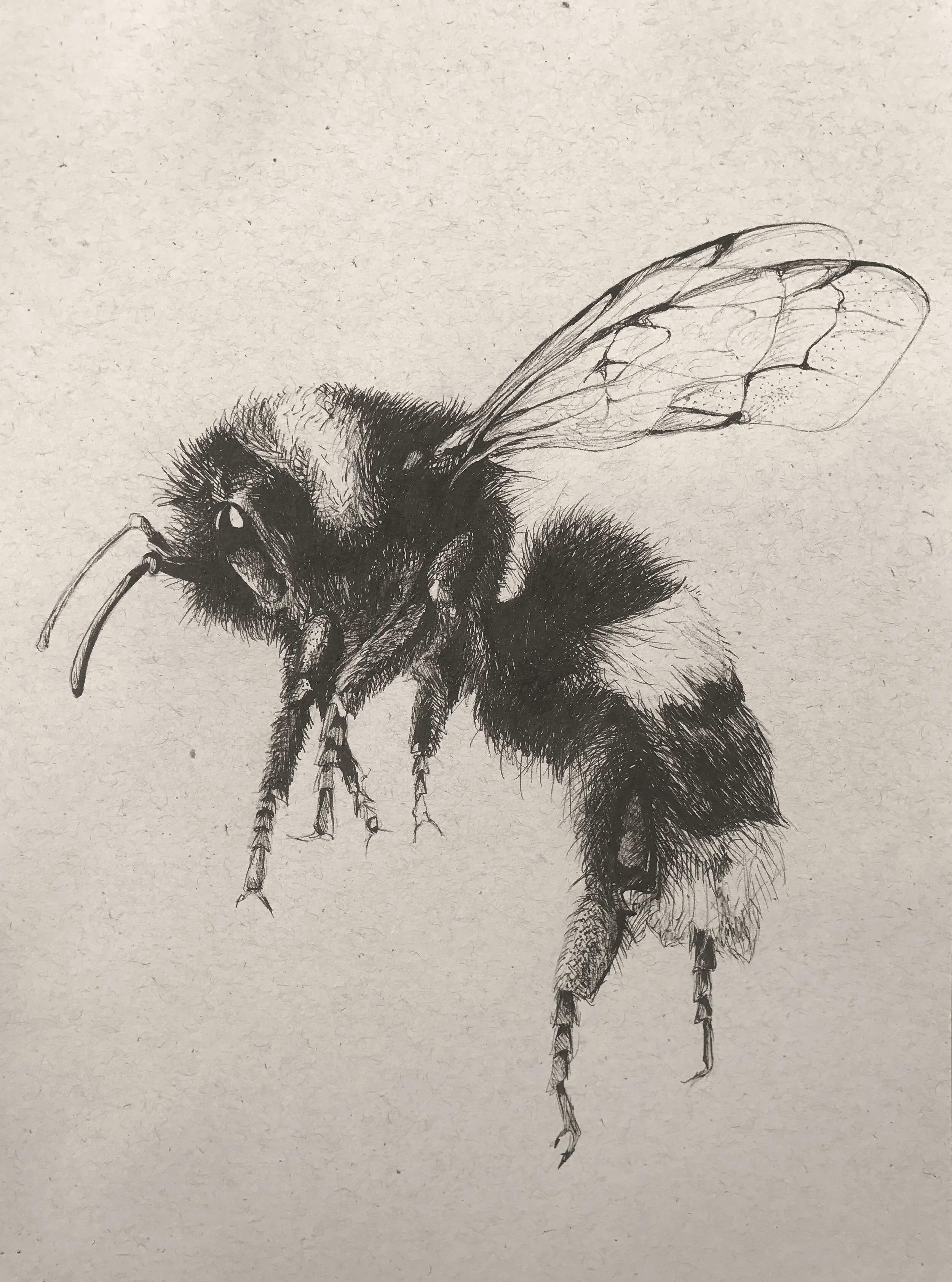 BeeSketch.jpg
